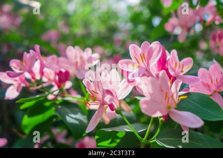 Dichte grüne Äste von Geißblatt mit rosa Blüten und Knospen an einem hellen sonnigen Tag. Blühender Strauch. Selektiver Fokus. Leerzeichen für Text. Stockfoto