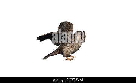 Eule Landung - isoliert auf weißem Hintergrund Stockfoto
