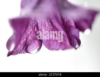 22. Juni 2020, Nordrhein-Westfalen, Gelsenkirchen: Regentropfen hängen an der Blüte einer Clematis. Nach ein paar Regenschauern am Montag sollte es sonnig und bis zu 30 Grad Celsius in den kommenden Tagen sein. Foto: Caroline Seidel/dpa Stockfoto