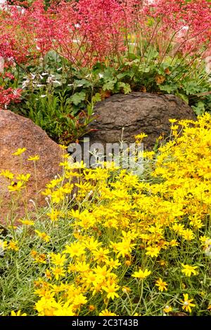 Woolly Sunflower Eriophyllum lanatum, Coral Bells Heuchera Blumen auf Felsgarten Alpine Pflanzen Felsgestein Stockfoto