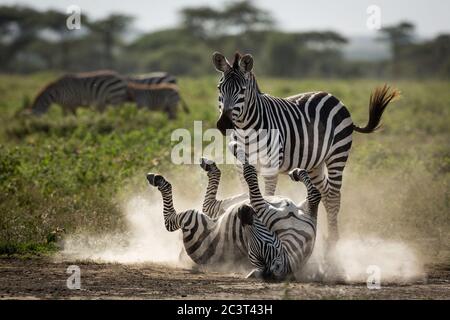 Ein Erwachsener Zebrastaub badete mit einem anderen, der sie in Ndutu Tansania beobachtete Stockfoto