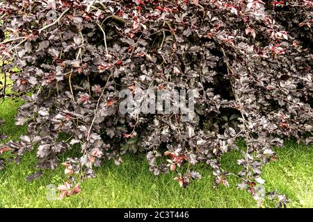 Europäischer Buchenbaum Fagus sylvatica „Purpurea Nana“ Kupferbuche Purpurbuche Stockfoto