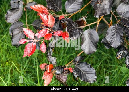 Fagus sylvatica „Purpurea Nana“ Blätter Stockfoto