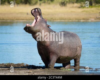 Eine Erwachsene weibliche Nilpferd, die am schlammigen Rand des Flusses mit weit geöffnetem Mund in Khwai Botswana steht Stockfoto