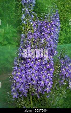 Delphinium Magischer Brunnen im Garten. Doppelte blaue Blume Delphinium Kollektion Stockfoto