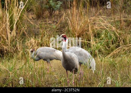 Sarus Kran oder Grus antigone Familie in grünem Hintergrund Beweidung im Grasland von keoladeo Nationalpark oder bharatpur Vogelschutzgebiet rajasthan indien Stockfoto