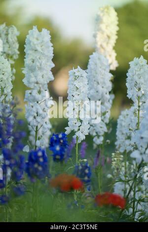 Delphinium Blume blüht. Schöne Larkspur blüht. Delphinium Pflanze mit Blumen auf verschwommenem Hintergrund Stockfoto