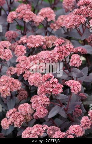 Sedum purdyi 'Purpurner Kaiser'.Sedum telephium (Atropurpureum Gruppe) 'Purpurner Kaiser'.Hylotelephium telephium (Atropurpureum Gruppe) 'Purpurner Kaiser'. Stockfoto