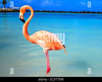 Rosa Flamingo steht in der Nähe des Meeres an einem Strand in Renaissance Island, Aruba Stockfoto