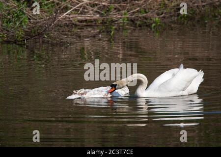 Stummer Schwan, Cygnus olor, Single adult Angriff toter Schwan im Fluss. Aufgenommen Im Mai. Lea Valley, Essex, Großbritannien. Stockfoto