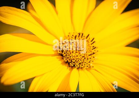 Makrofoto der gelben Sonnenblume Stockfoto
