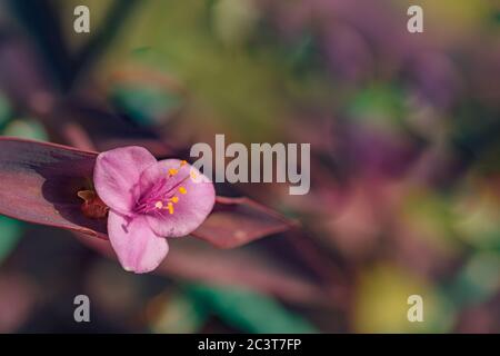 Beautiful pink and white poppy flower blooming, closeup exotic pink daisy blooming floral backdrop Stockfoto