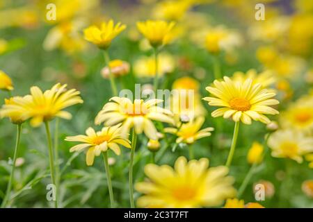 Weiche Nahaufnahme von gelben Blüten, helle Sommerblumen im Frühling. Gelb orange Gartenblumen Stockfoto