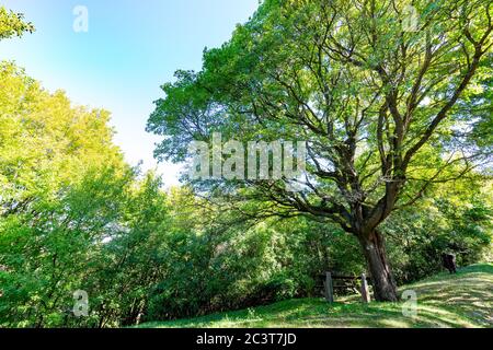 Beautiful tree on a sunny day in the field. Beautiful summer landscape. green field and trees Stockfoto
