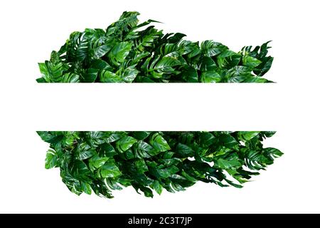 Tropische Blätter von Monstera Laub, Buschpflanzen, natürliche Hintergrund Sträuße isoliert auf einem weißen Hintergrund, einschließlich Clipping Pfade. HD-Bild und L Stockfoto