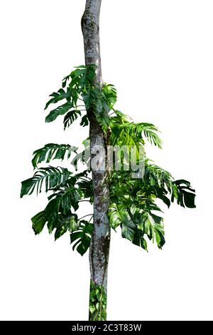 Grüne Blätter der einheimischen Monstera (Epipremnum pinnatum) Liana Pflanze wächst in wildem Klettern auf Dschungelbaum, tropische Waldpflanze immergrüne Reben Busch Stockfoto