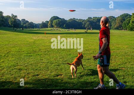 Mann, der mit einem Hund auf der Wiese des Prospect Park in Brooklyn, New York, USA spielt. Prospect Park ist ein 237 Hektar großer Park in Brooklyn. Es hat Stockfoto