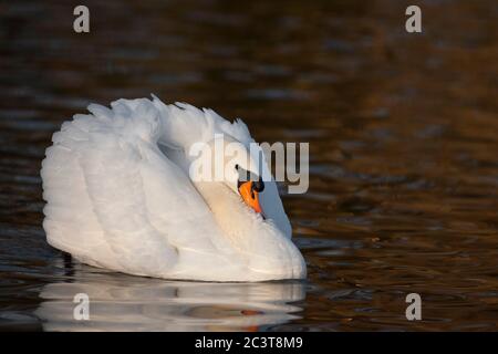 Mute Swan, Cygnus olor, Single adult Male Swimming. Slimbridge, Gloucestershire, Großbritannien. Stockfoto