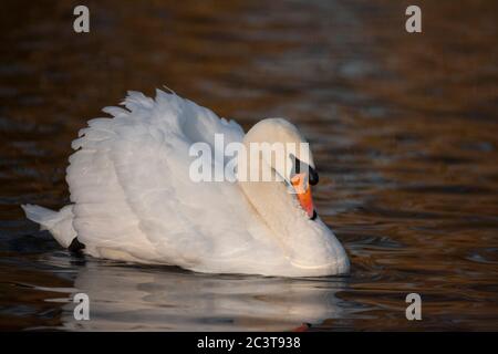 Mute Swan, Cygnus olor, Single adult Male Swimming. Slimbridge, Gloucestershire, Großbritannien. Stockfoto