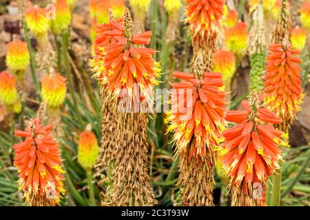 Fackel Lilie Fackel Lilie Kniphofias Stockfoto