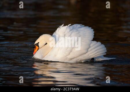 Mute Swan, Cygnus olor, Single adult Male Swimming. Slimbridge, Gloucestershire, Großbritannien. Stockfoto