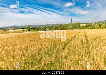 Panoramablick auf Landschaft von Weizenfeld, Ohren und gelben und grünen Hügeln. Landschaft von Weizenfeld in den Bergen Stockfoto