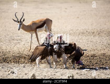 Geier mit Lappentüllern auf dem Boden in der Savanne des südlichen Afrika Stockfoto