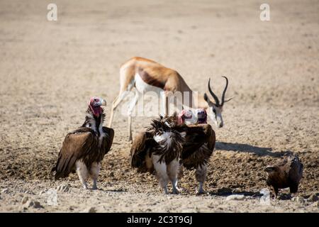 Geier mit Lappentauchgesicht und ein Jugendlicher Bateleur-Adler auf dem Boden in der Savanne des südlichen Afrika Stockfoto