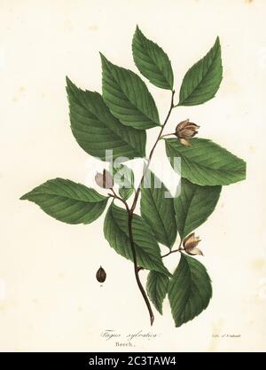 Buche, Fagus sylvatica. Handkolorierte Lithographie von Endicott nach einer botanischen Illustration aus John Torreys A Flora of the State of New York, Carroll and Cook, Albany, 1843. Die Platten gezeichnet von John Torrey, Agnes Mitchell, Elizabeth Paoley und Swinton. John Torrey war ein amerikanischer Botaniker, Chemiker und Arzt 1796-1873. Stockfoto