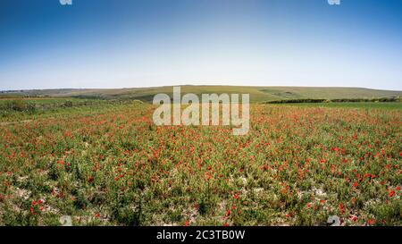 Ein Panorama des spektakulären Anblicks auf ein Feld von Mohnblumen Papaver Rhoeas, das im Rahmen des Ackers Fields Project auf Pentire Point West in wächst Stockfoto