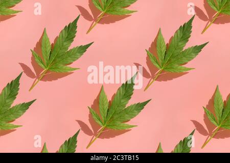 Muster mit grünen Cannabisblättern auf rosa Hintergrund Stockfoto