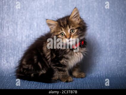 Acht Wochen altes Kätzchen auf blauem Hintergrund fotografiert Stockfoto