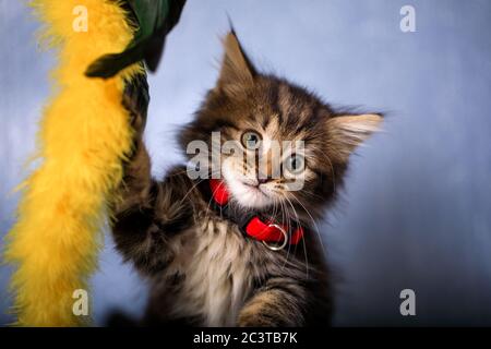 Acht Wochen altes Kätzchen auf blauem Hintergrund fotografiert Stockfoto