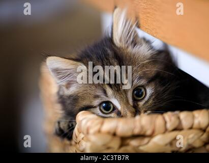 Acht Wochen altes Kätzchen fotografiert genießen das Leben in einem Korb. Stockfoto