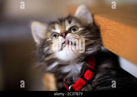 Acht Wochen altes Kätzchen fotografiert genießen das Leben in einem Korb. Stockfoto