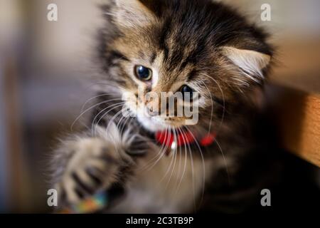 Acht Wochen altes Kätzchen fotografiert genießen das Leben in einem Korb. Stockfoto