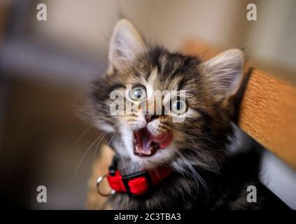 Acht Wochen altes Kätzchen fotografiert genießen das Leben in einem Korb. Stockfoto