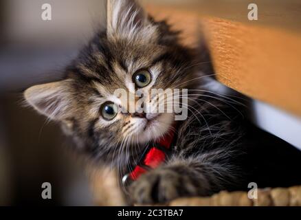 Acht Wochen altes Kätzchen fotografiert genießen das Leben in einem Korb. Stockfoto