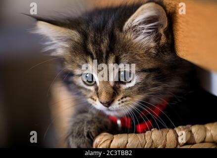 Acht Wochen altes Kätzchen fotografiert genießen das Leben in einem Korb. Stockfoto