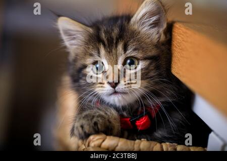 Acht Wochen altes Kätzchen fotografiert genießen das Leben in einem Korb. Stockfoto