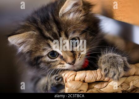 Acht Wochen altes Kätzchen fotografiert genießen das Leben in einem Korb. Stockfoto