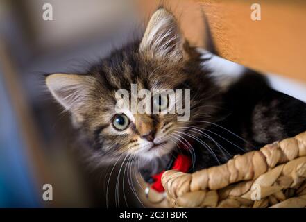 Acht Wochen altes Kätzchen fotografiert genießen das Leben in einem Korb. Stockfoto