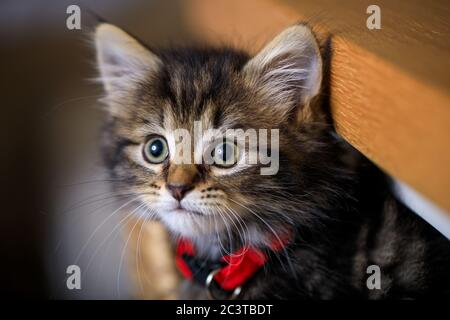 Acht Wochen altes Kätzchen fotografiert genießen das Leben in einem Korb. Stockfoto