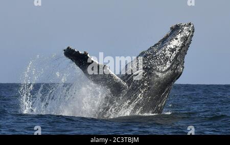 Buckelwal durchbrechen. Buckelwal springt aus dem Wasser. Südafrika. Stockfoto