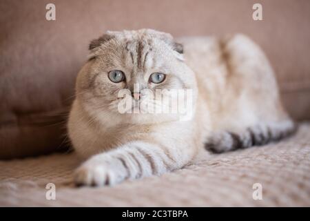Sehr schöne hellgraue schottische Falte mit hellen Augen Nahaufnahme Blick auf die Kamera. Stockfoto