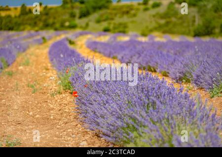 Reihen Lavendel Feld in Sonnenlicht. Schönes Bild von Lavendel Feld über Sommer Sonnenuntergang Landschaft. Stockfoto