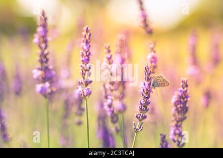 Lavendelsträucher mit Schmetterling Nahaufnahme bei Sonnenuntergang. Sonnenuntergang Stimmung über lila Blüten von Lavendel. Inspirierende Sommer Blumen Hintergrund Stockfoto