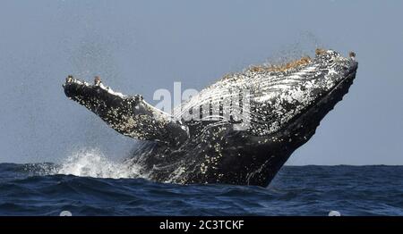 Buckelwal durchbrechen. Buckelwal springt aus dem Wasser. Südafrika. Stockfoto