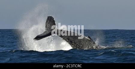 Ein Buckelwal hebt seinen mächtigen Schwanz über das Wasser des Ozeans. Der Wal sprüht Wasser. Wissenschaftlicher Name: Megaptera novaeangliae. Af Süd Stockfoto