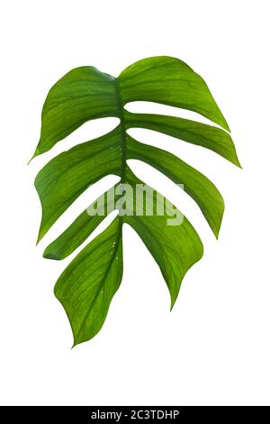 monstera Blatt isoliert auf weißem Hintergrund, einschließlich Beschneidungspfade. HD-Bild und große Auflösung. Kann als Hintergrundbild verwendet werden Stockfoto